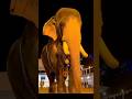 കാണുമ്പോൾ സങ്കടം മാത്രം #dailyvlog #mangalamkunnuayyappan #travelvlog #elephant #temple #love #god