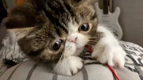 Watch the video about Very adorable 15 weeks old exotic shorthair kitten