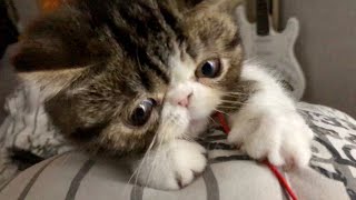 Very adorable 15 weeks old exotic shorthair kitten by Exotic Shorthair KSU 683 views 4 years ago 30 seconds