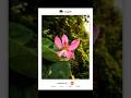 Follow aku kalau mau tips fotonya#fotografi #tipsfotografi#snapsheet#kamera #redminote10s#ahestetic