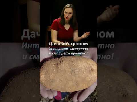 КРАХМАЛ В КАРТОФЕЛЕ это невкусно Дачный агроном