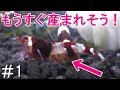 【＃1】レッドビーシュリンプ水槽の毎日観察動画！レッドシャドーの美しい抱卵個体と謎の抱卵個体！【aquarium】