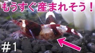 【＃1】レッドビーシュリンプ水槽の毎日観察動画！レッドシャドーの美しい抱卵個体と謎の抱卵個体！【aquarium】