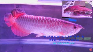 7 Year Old Rtg Red Tail Golden Arowana Catfish Tank