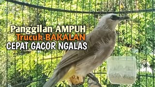 Trucuk BETINA memanggil Jantan Suara Birahi Ngecuplik 100% pancingan trucukan gacor agar BUNYI EMOSI
