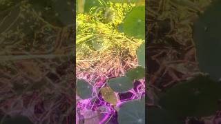 Free range aphids, premium ladybug snacks. #ladybugcity #aphidfarm #rooftopgarden