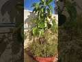 big banyan tree bonsai #bonsai