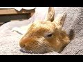 ちょー眠いくせに、夜更かしに付き合うウサギ(チャップ・ダンダンウー) A rabbit to sit up late