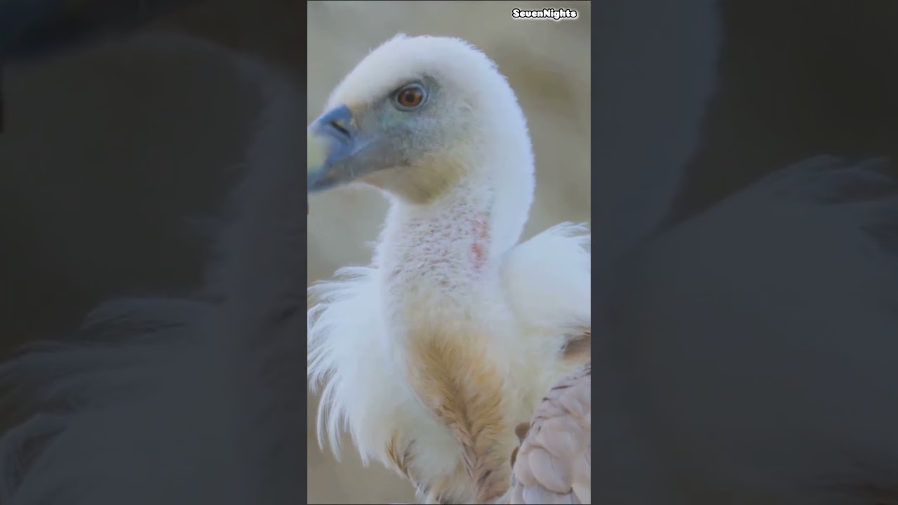 Discover Cyprus' Wildlife 