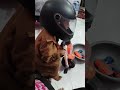 #entertainment #viralvideo #funny #ytshorts #cutebaby #discipline #school #cute