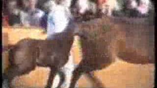 Cardento Mov. 02