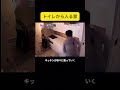 トイレから入る家