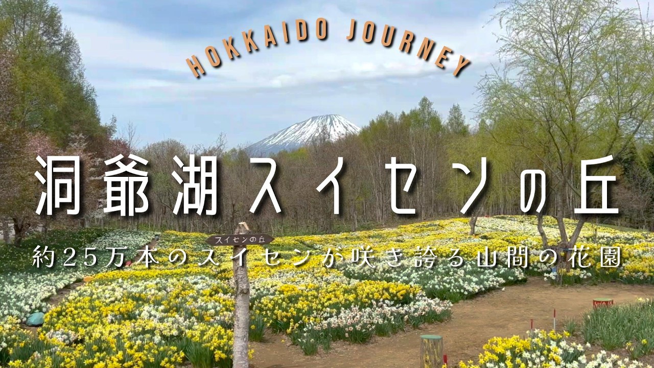 Lake Toya] Now's the time to go! The daffodil hill overlooking Mt