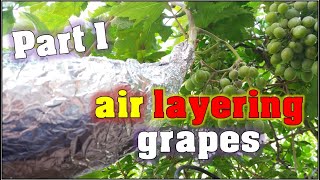 الترقيد الهوائي للعنب / air layering grapes