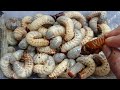hundreds of larvae beetle discovery,rhinoceros beetle larvae hunting,ground bugs,rhinoceros beetle
