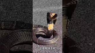 পৃথিবীর ভয়ানক দশটি সাপ 🐍 জানলে অবাক হয়ে যাবেন #facts #amazon #jungle #shortvideo #viralvideo