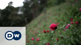 Mexican cartels shift to heroin for US market | DW News