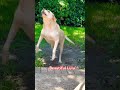 🐶Beautiful Lulu’❤️ #labrador #labradorlovers #labradorretriever #pet #dog #pets #dogs #dogshorts