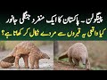 Indian Pangolin or Scaly Anteater | Facts About Endangered Pangolin | Wildlife of Pakistan