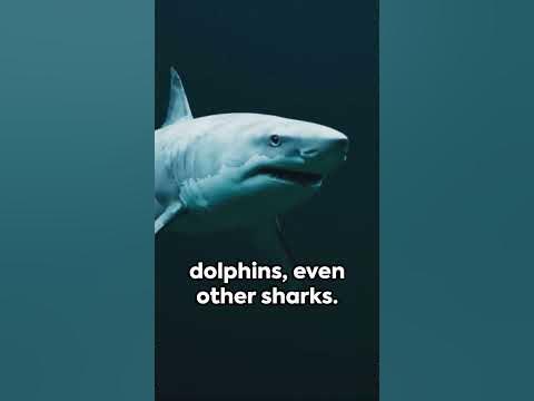 Bull Sharks Unleashed: The Apex Predators of Oceans and Rivers. - YouTube