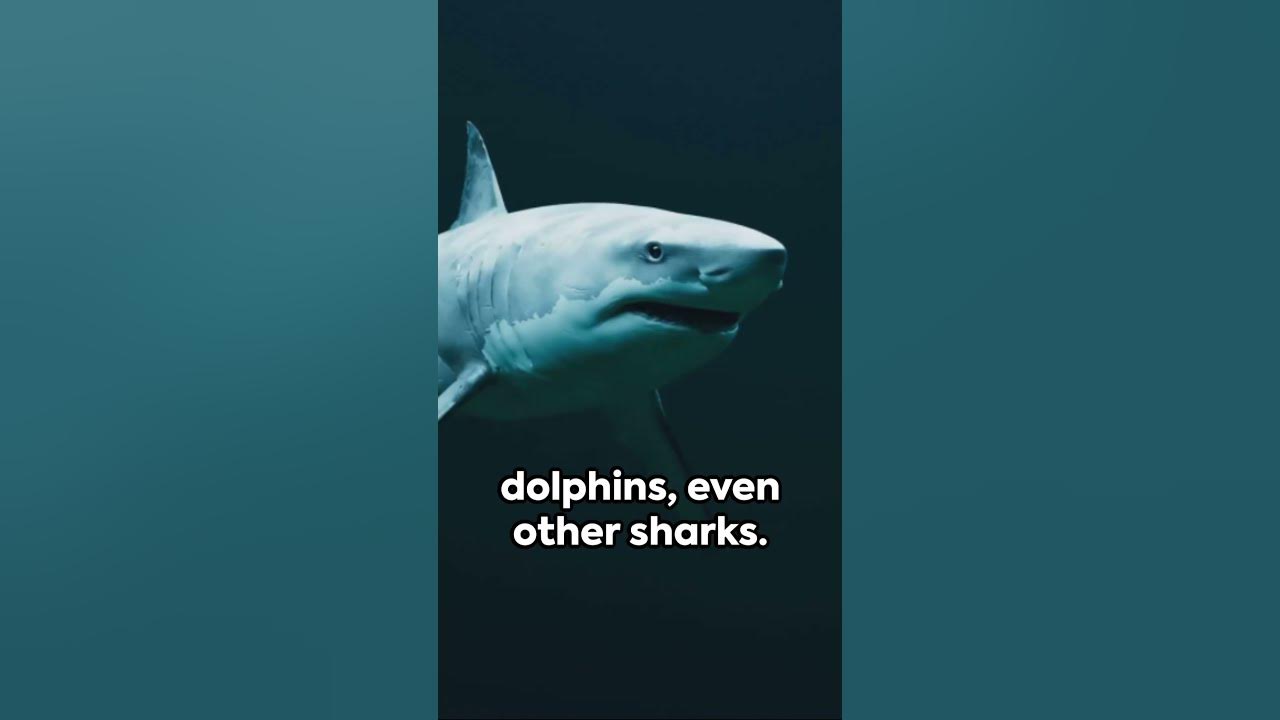 Bull Sharks Unleashed: The Apex Predators of Oceans and Rivers. - YouTube