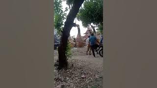 LUCU Karnaval Berbentuk Bebek Berbaris