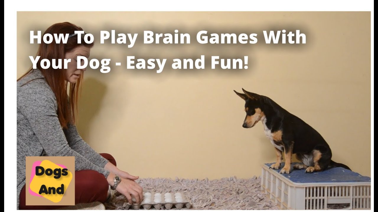 What Are Brain Games For Dogs and How Do They Work? YouTube