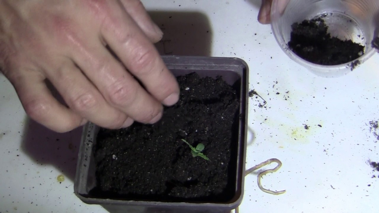 growing cannabis indoors 