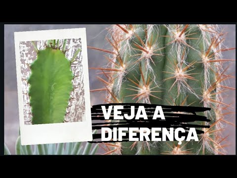 Vídeo: Três Diferenças Entre Euphorbia E Cactus