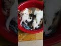 cute cute cat family, please like comment me,