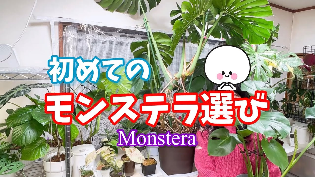 Houseplants] Choosing your first Monstera Monstera #Houseplants