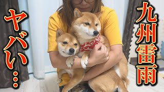 The Shiba Inu dogs continue to tremble in the torrential rain and the thunder...
