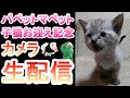 【子猫お迎え記念】パペットマペット家に新しい家族が増えました!お披露目カメラ生配信🐮🐸🐱🐱【LIVE】