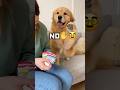 I Hate Socks❌🌪️ Dog's Hilarious Foot Flips!