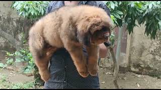 Pure Chinese Tibetan Mastiff TM Puppies Available @ Wildwood Luxury Pet's screenshot 5