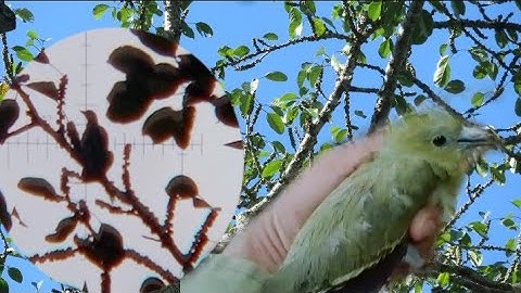 tua nquab noj txiv looj swm me