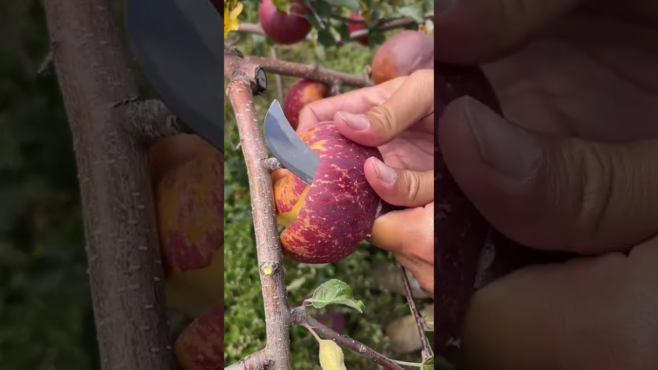 relaxing fruit video 