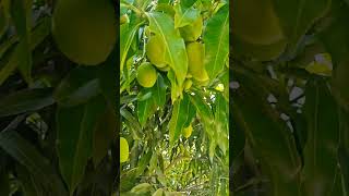 😋mongo season 💐 #dance #trending #mango #mangoseason #viralvideo