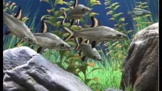 Dream Aquarium Fish Packs 1 & 2 screenshot 5
