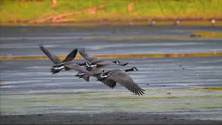 Canada Geese taking off #geese #birds #wildbirds #nature
I always enjoy seeing Geese getting ready to fly. They get a smaller group together then face the direction they will go. On land they will start moving in that same direction. On water they will start honking more before taking off. This is a quick video of the land launch. I also added my own wacky twist. Canada Geese taking off #geese #birds #wildbirds #nature