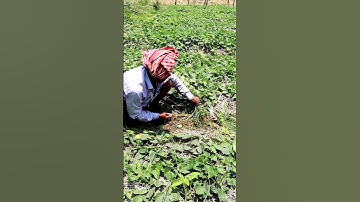 Weeding in Pointed Gourd Field #shorts