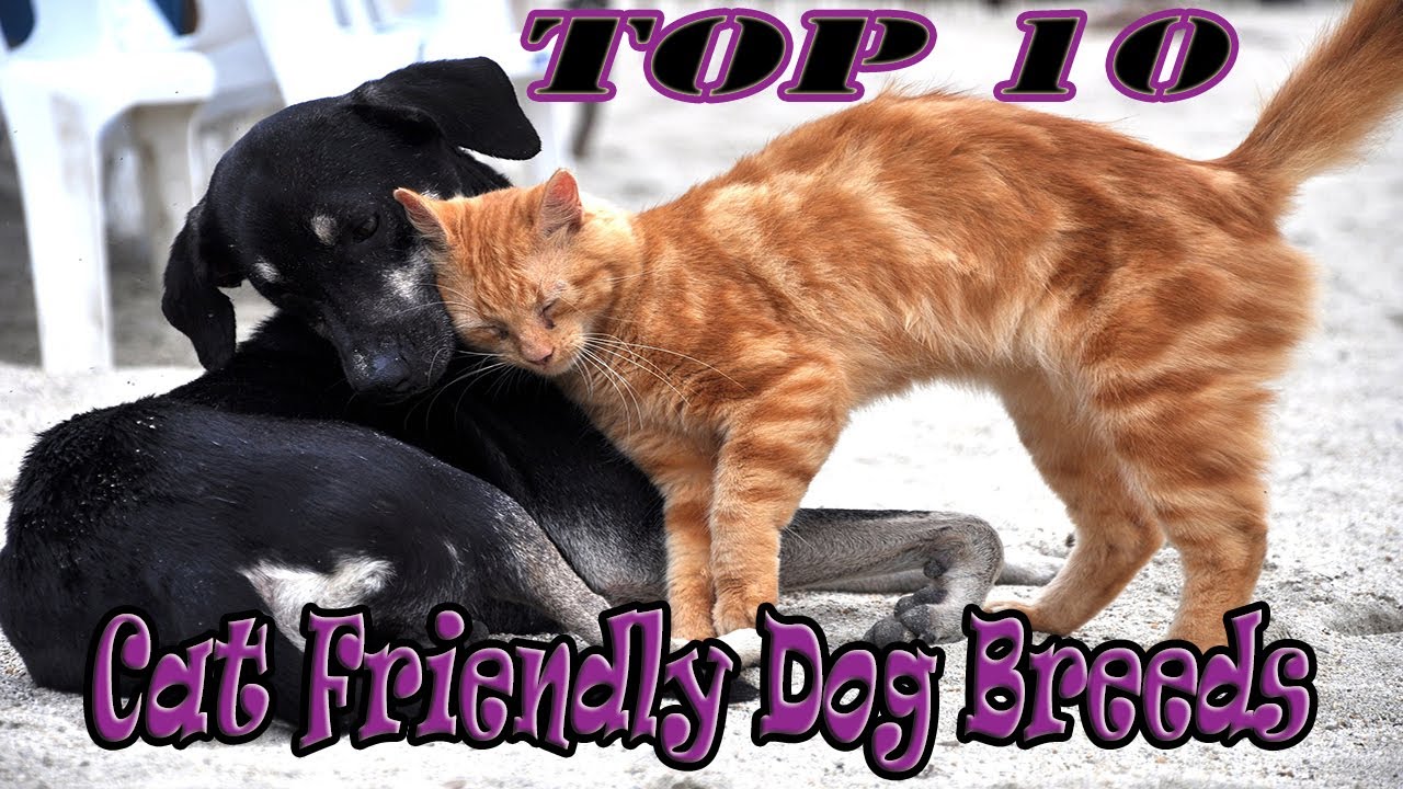 TOP 10 Cat Friendly Dog Breeds in the world 2020 to own as Pets for