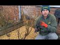 HOW and WHEN to Prune a Rose Bush | For Maximum Blooms
