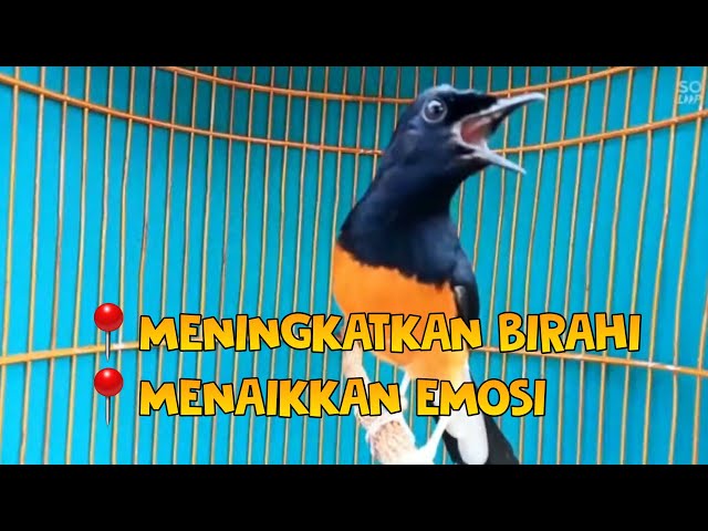 KRETEKAN SETAN PANCING MURAI JADI EMOSI BONGKAR MATERI🔥 class=