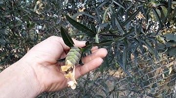 Cây kim vàng  chữa rắn cắn