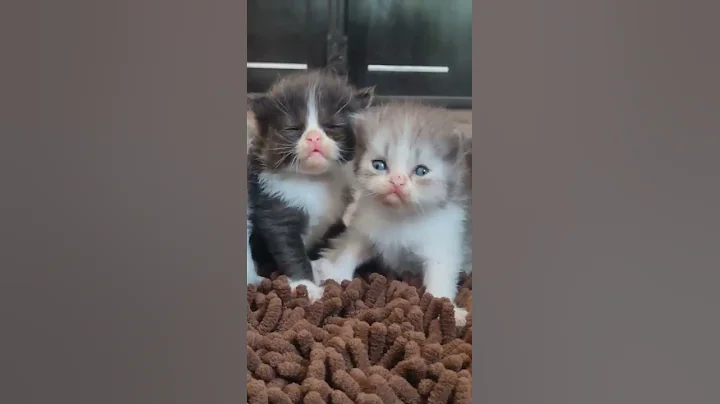 Watch the video about #Birman New Born Kitten So Cute🐈🐈