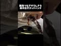 【閲覧注意】下半身麻痺のネコ🐈神秘的な排泄シーン　#下半身麻痺猫 #排泄介助 #圧迫排泄 #ハンデキャップはチャームポイント #猫のいる暮らし #cat