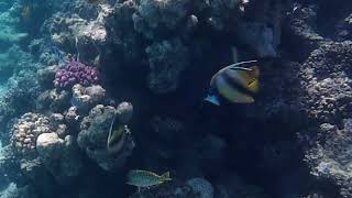 2025 05 30  0103 Heniochus intermedius