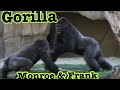 Gorilla 🦍 Kokamo and Monroe got up set to Frank❗️ ゴリラ　フランクに怒るコカモとモンロー💢　San Diego Safari Park