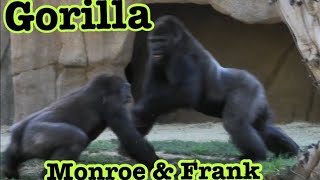 Gorilla  Kokamo and Monroe got up set to Frank❗ ゴリラ　フランクに怒るコカモとモンロー　San Diego Safari Park